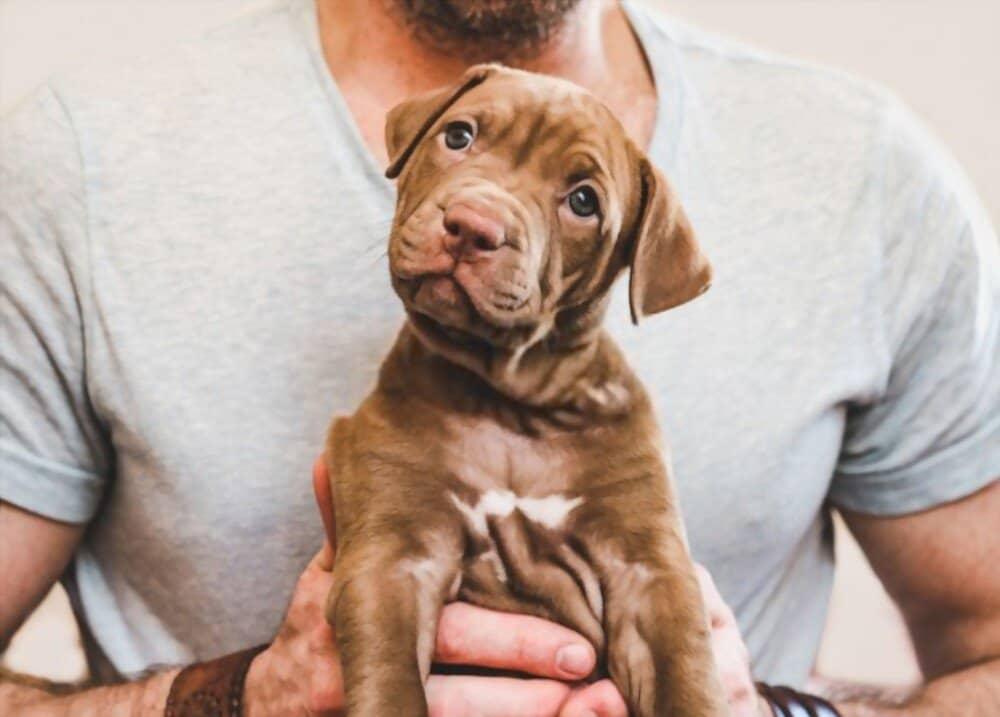 how-to-take-care-of-yourself-when-you-have-pets