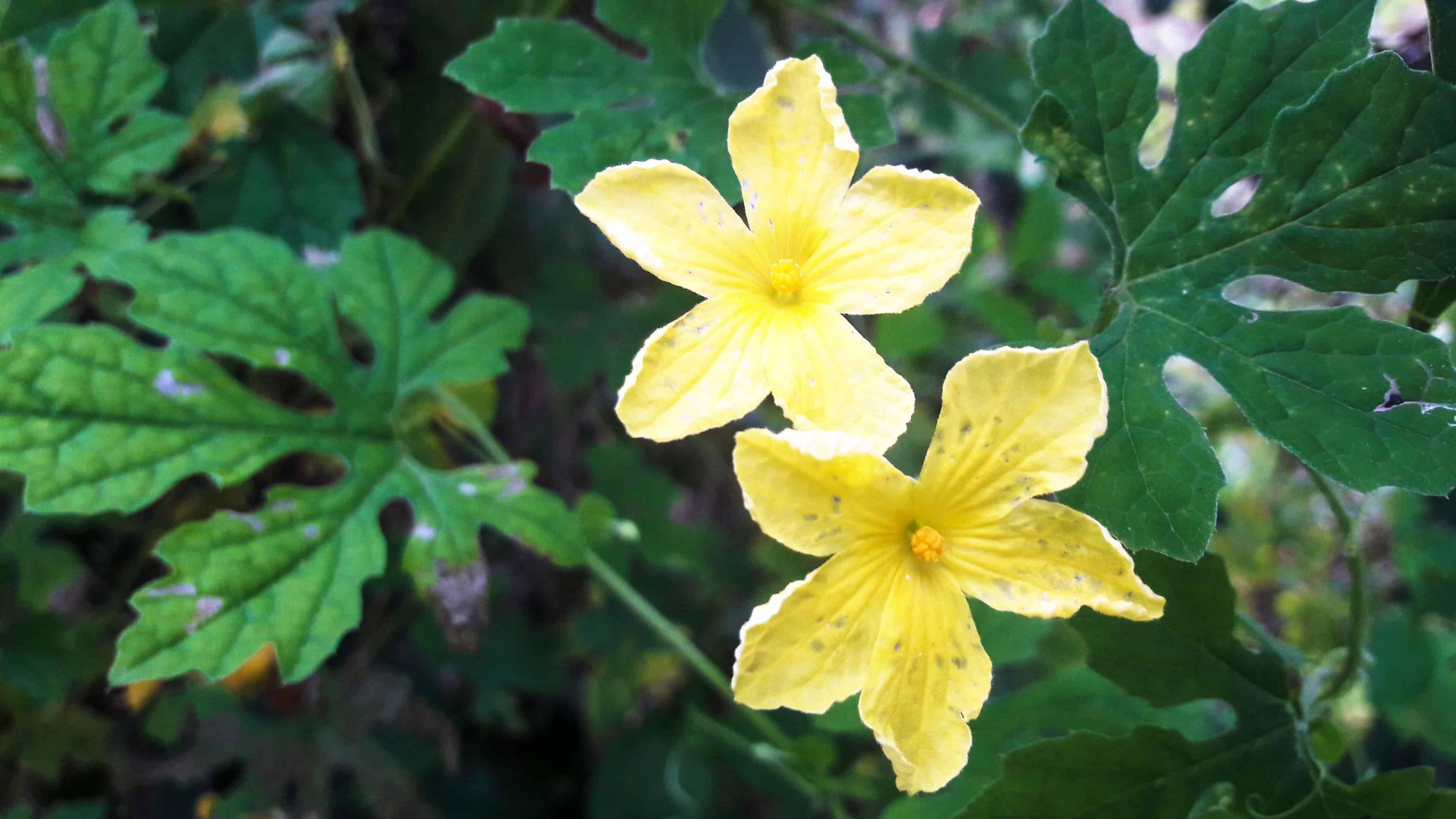 bitter-melon-leaves-nutrition-and-benefits