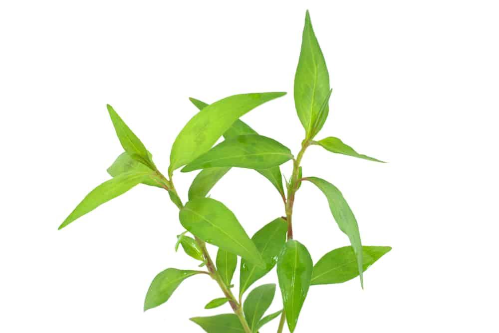 vietnamese-coriander