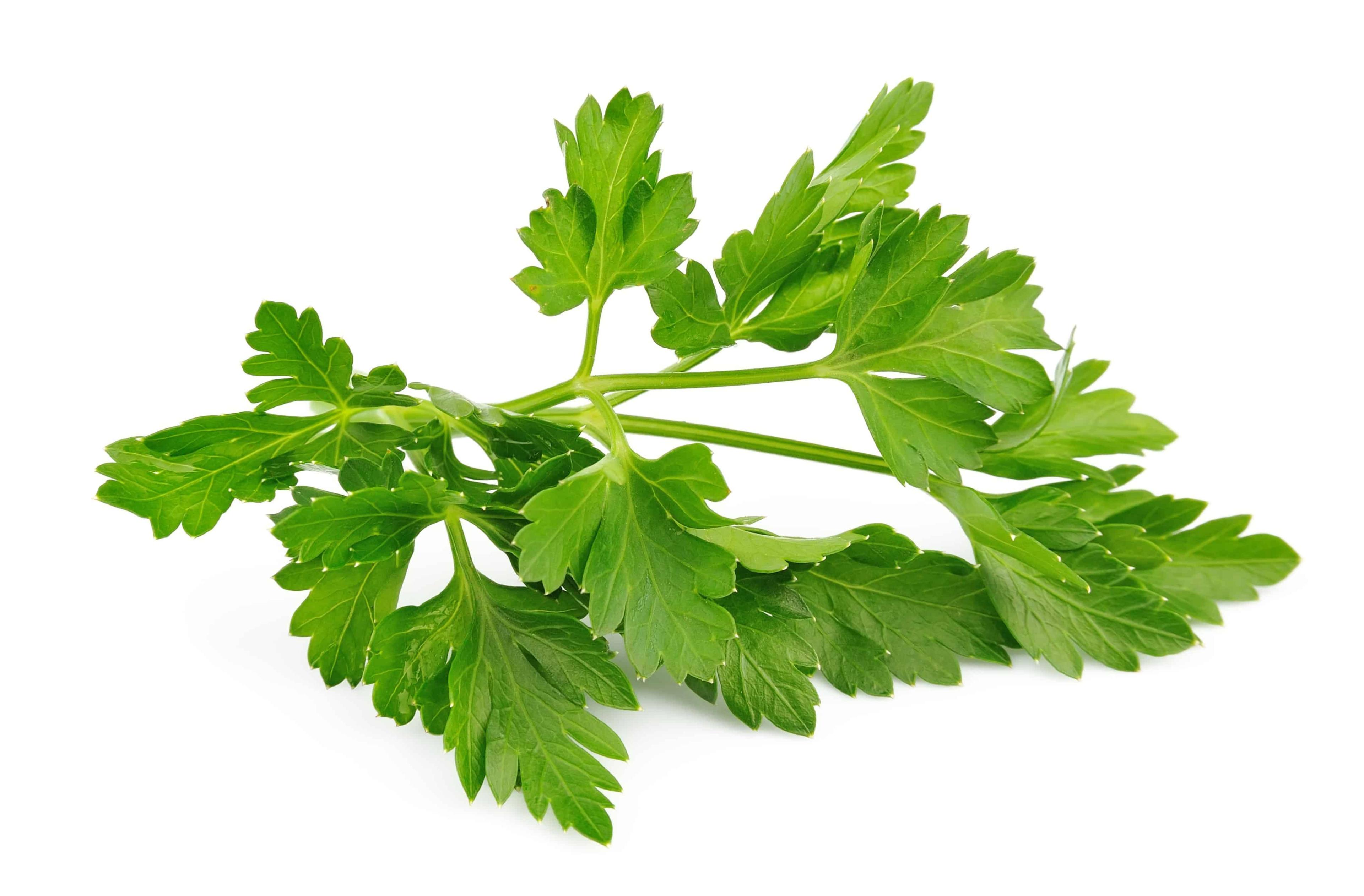 beauty-benefits-of-cilantro