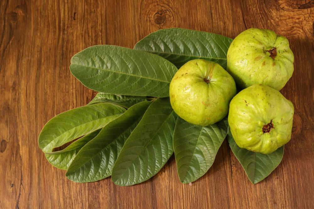 guava-leaf-for-hair