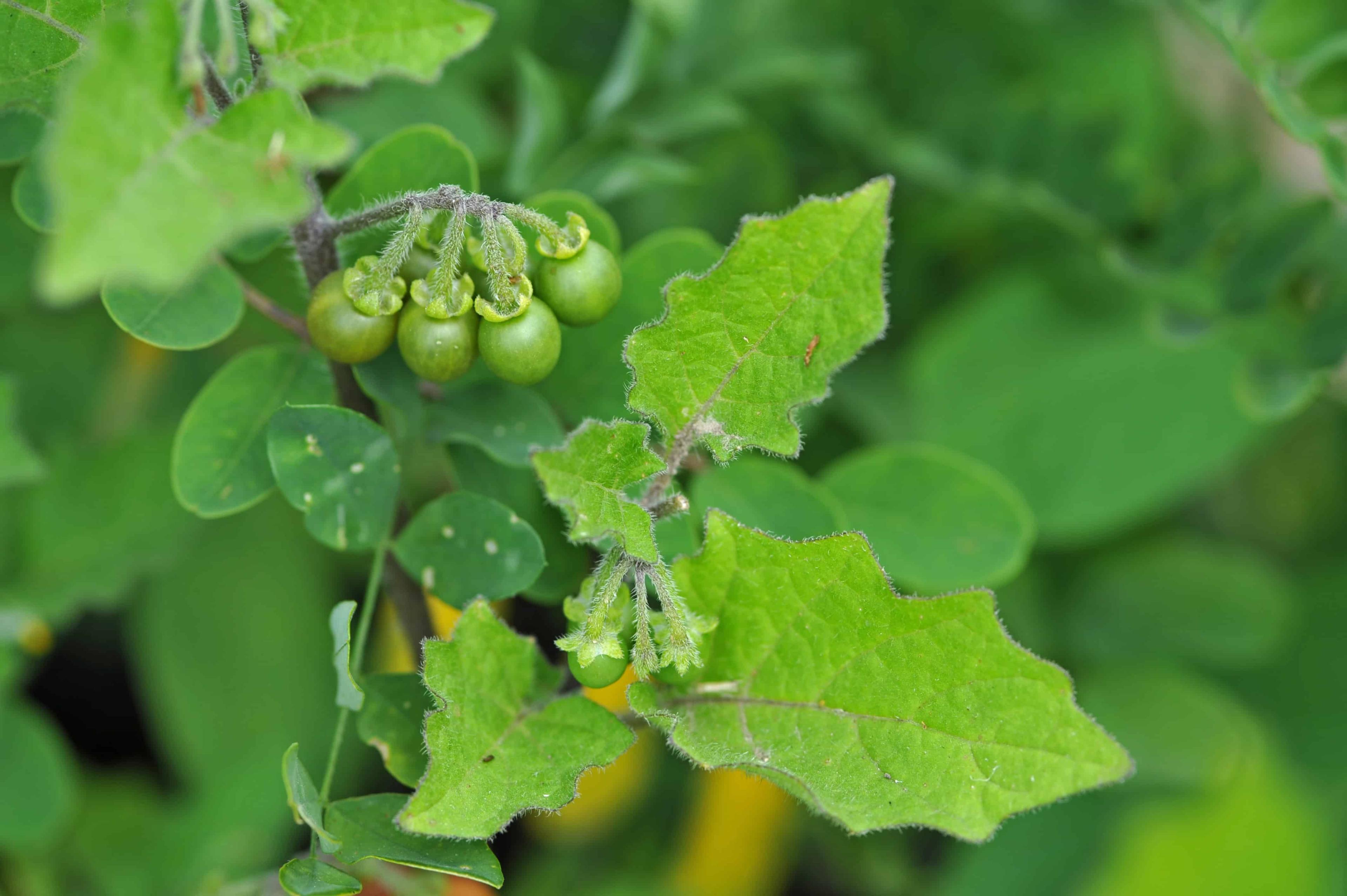 health-benefits-of-solanum-nigrum