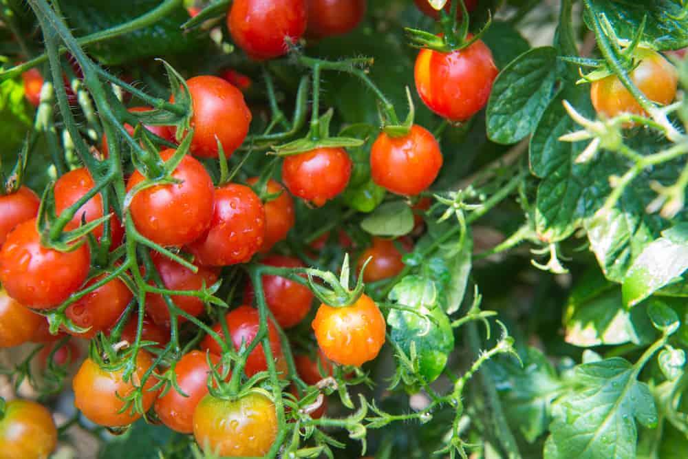 health-benefits-of-tomatoes