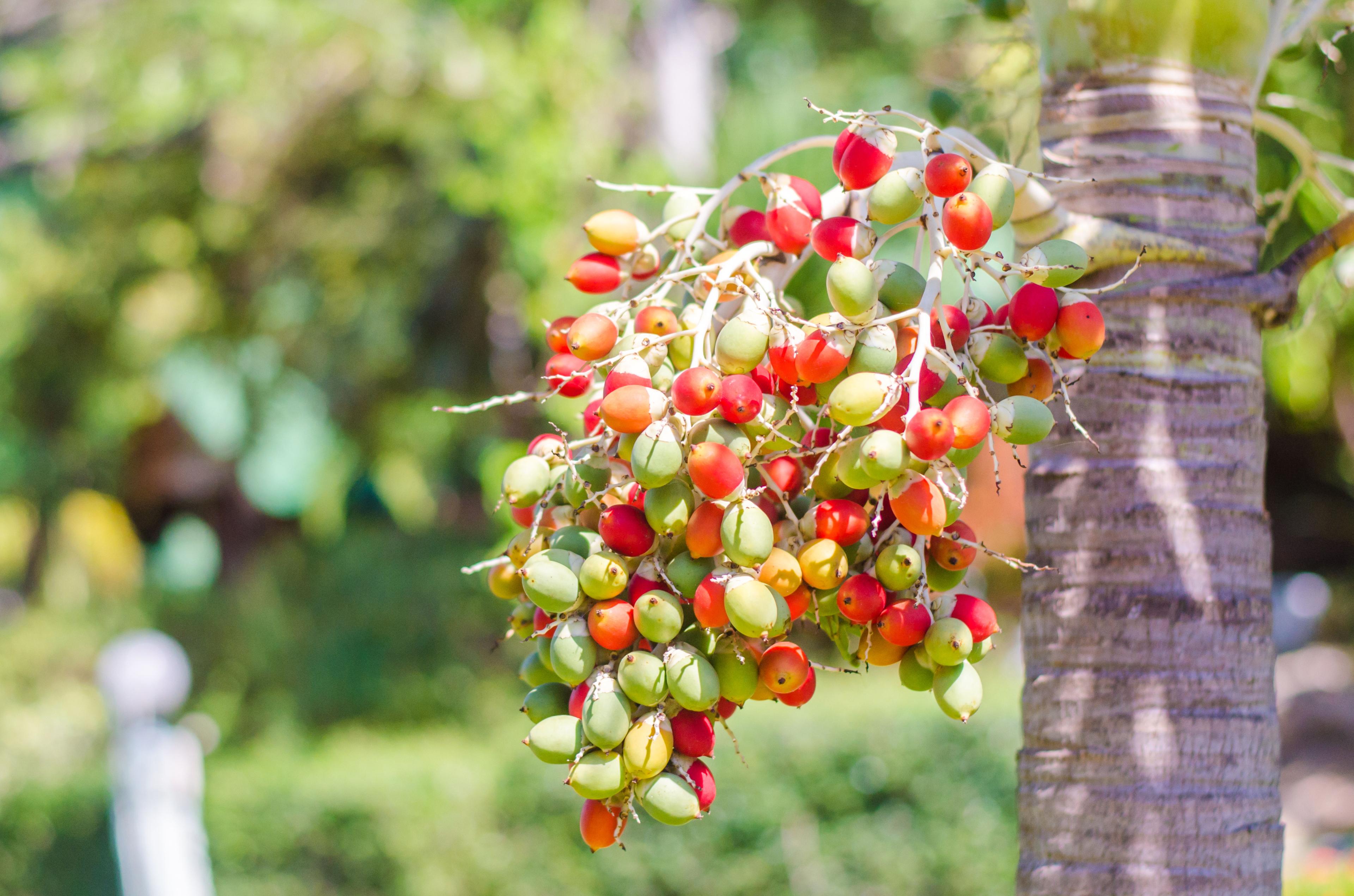 betel-palm-%e1%80%80%e1%80%bd%e1%80%99%e1%80%ba%e1%80%b8%e1%80%9e%e1%80%ae%e1%80%b8%e1%80%95%e1%80%84%e1%80%ba-%e1%80%a1%e1%80%81%e1%80%80%e1%80%ba%e1%80%a1%e1%80%9c%e1%80%80%e1%80%ba