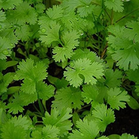 coriander-%e1%80%94%e1%80%b6%e1%80%94%e1%80%b6%e1%80%95%e1%80%84%e1%80%ba