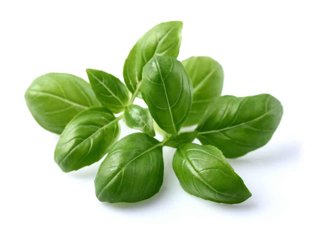 ပင်စိမ်း(Basil)