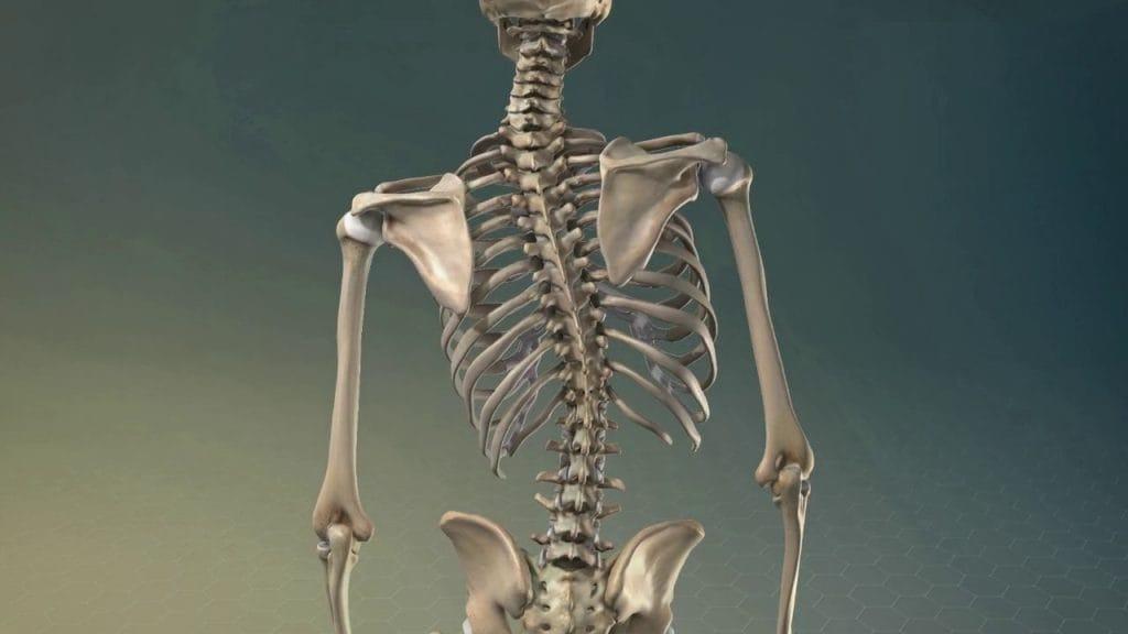 Scoliosis (ááťáąáŹáááŻá¸á
áąáŹááşá¸ááźááşá¸)
