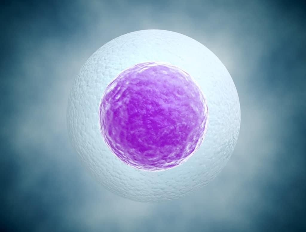 Blighted Ovum (သားအိမ်အသားလုံးတည်ခြင်း အကြောင်း သိကောင်းစရာ)