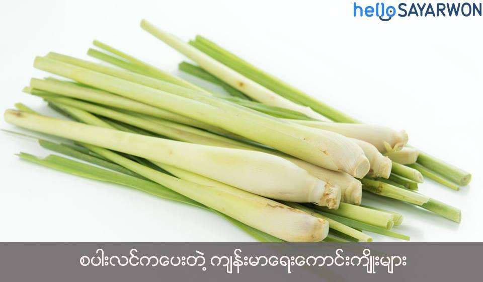 Lemongrass (á
ááŤá¸áááş)