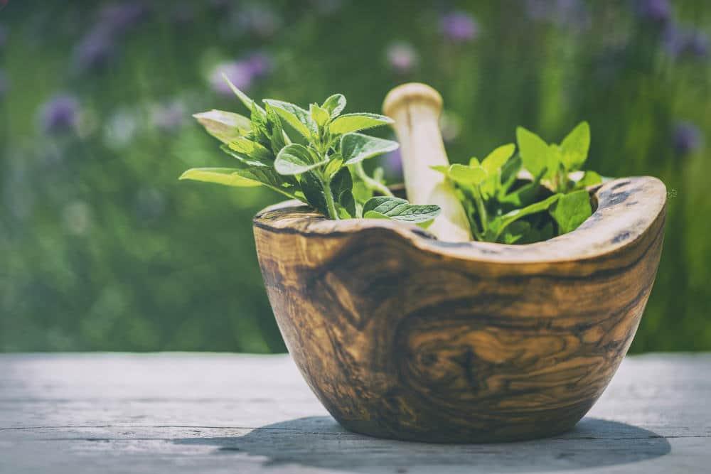 Lobelia (áááŻááŽááŽááŹ)