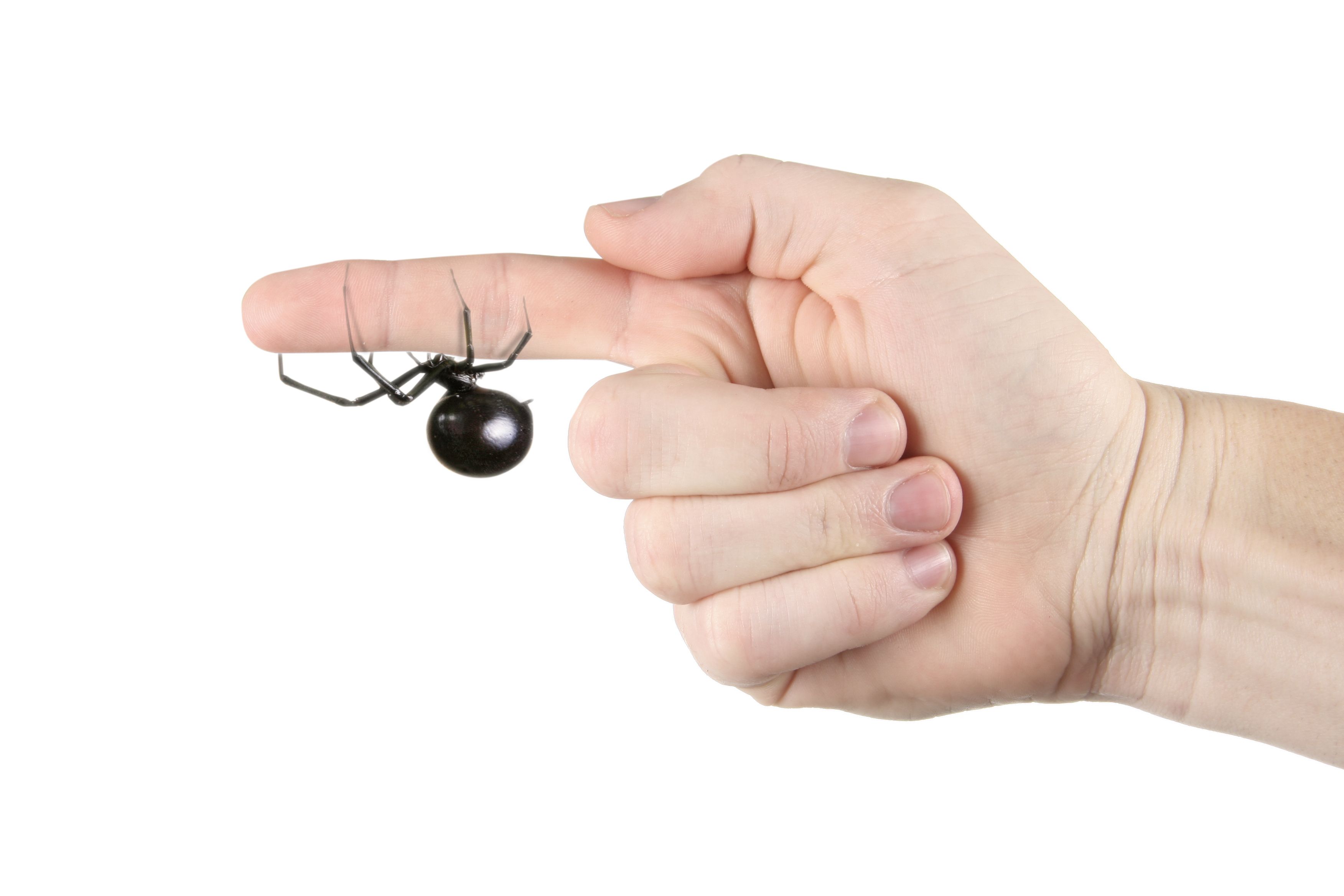 spider-bite-%e1%80%95%e1%80%84%e1%80%b9%e1%80%b7%e1%80%80%e1%80%b0%e1%80%80%e1%80%ad%e1%80%af%e1%80%80%e1%80%b9%e1%80%bb%e1%80%81%e1%80%84%e1%80%b9%e1%80%b8