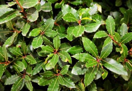 bay-leaf-%e1%80%80%e1%80%9b%e1%80%b1%e1%80%9d%e1%80%b8%e1%80%9b%e1%80%bc%e1%80%80%e1%80%b9