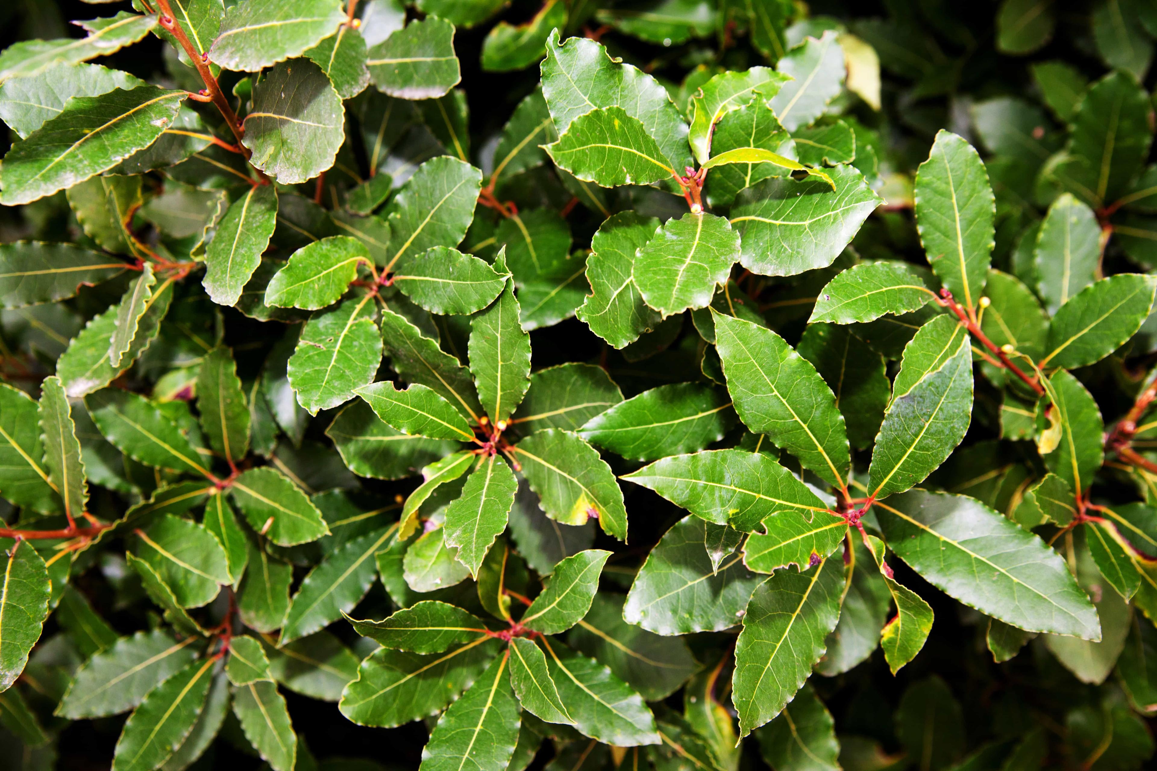ááááąá¸áá˝ááş (Bay leaf)