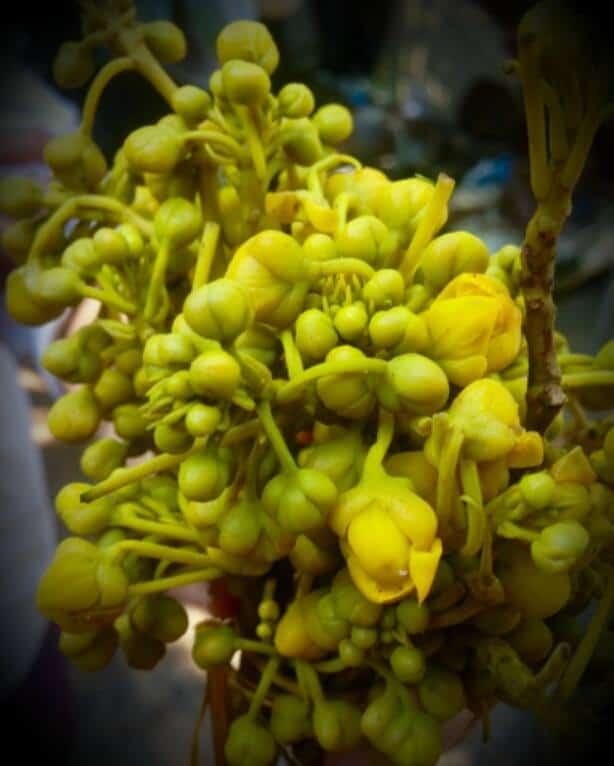 senna-%e1%80%99%e1%80%9a%e1%80%b9%e1%80%87%e1%80%9c%e1%80%ae