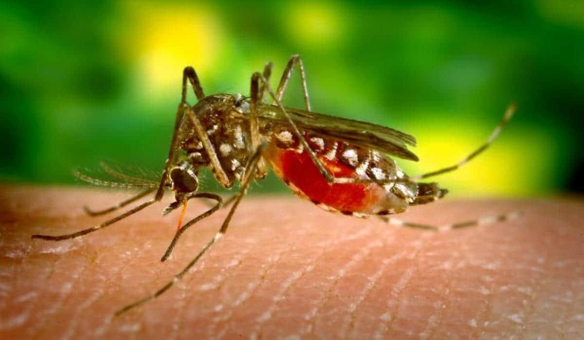Malaria (ငှက်ဖျား) ဆိုတာဘာလဲ
