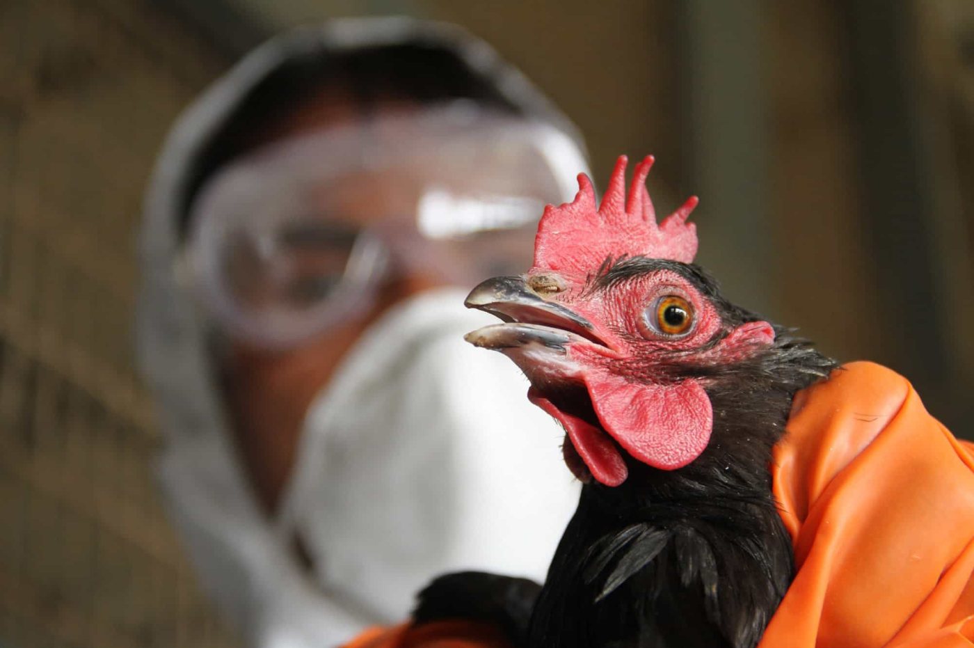 H7N9 Flu (အိပ်ခ်ျဆဲလ်ဗင်းအန်နိုင်း  တုပ်ကွေးရောဂါ )