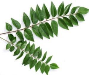 curry-leaf-%e1%80%95%e1%80%ba%e1%80%a5%e1%80%b9%e1%80%b8%e1%80%b1%e1%80%90%e1%80%ac%e1%80%b9%e1%80%9e%e1%80%ad%e1%80%99%e1%80%b9%e1%80%9b%e1%80%bc%e1%80%80%e1%80%b9