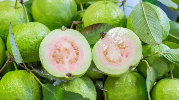 Guava (ááŹáááŹááŽá¸)