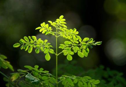 moringa-%e1%80%92%e1%80%94%e1%80%b9%e1%82%94%e1%80%9e%e1%80%9c%e1%80%bc%e1%80%94%e1%80%b9