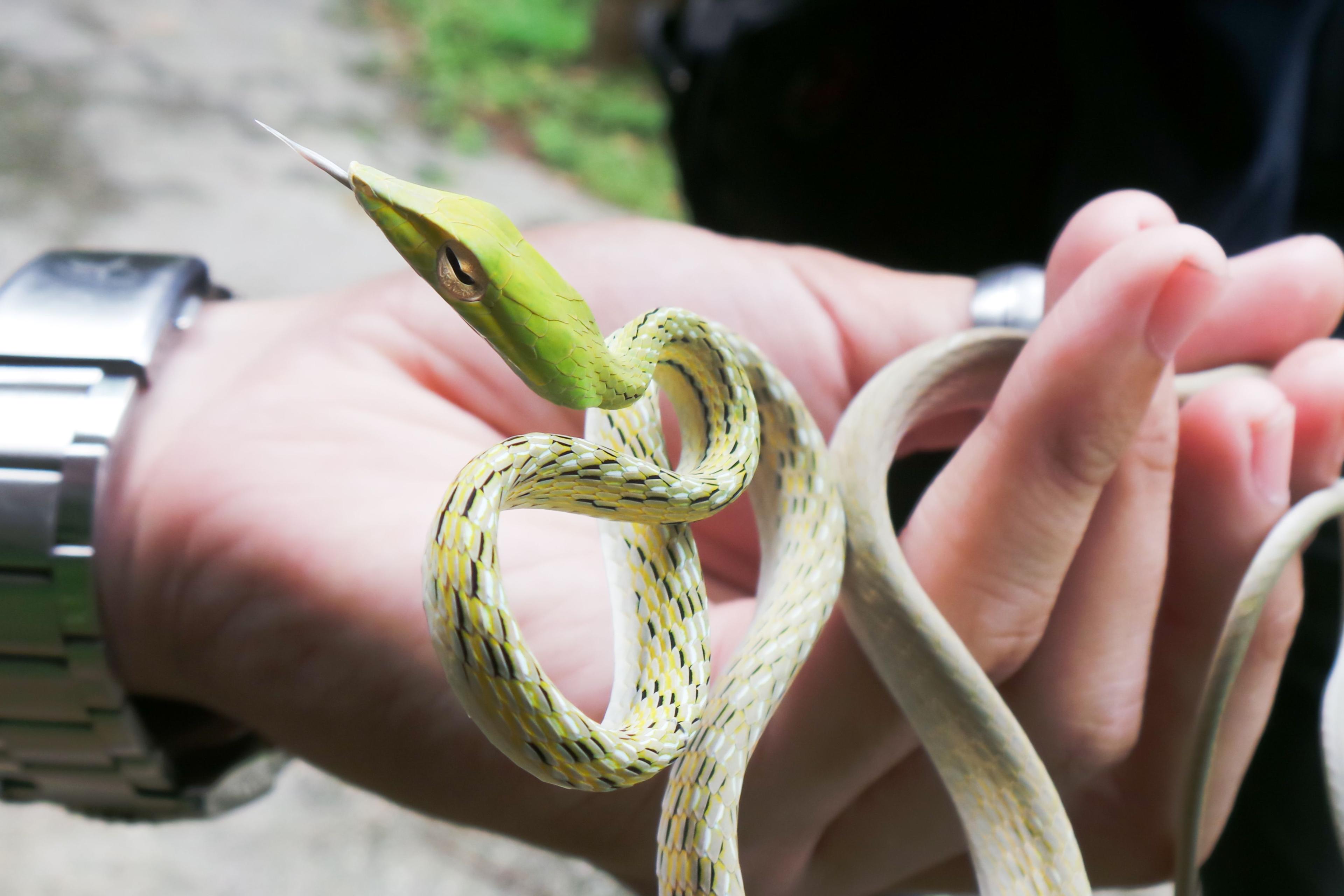 မြွေကိုက်ခံရရင် အသက်အန္တရာယ် မဖြစ်အောင် ဘာတွေ ဆက်လုပ်ရမှာလဲ