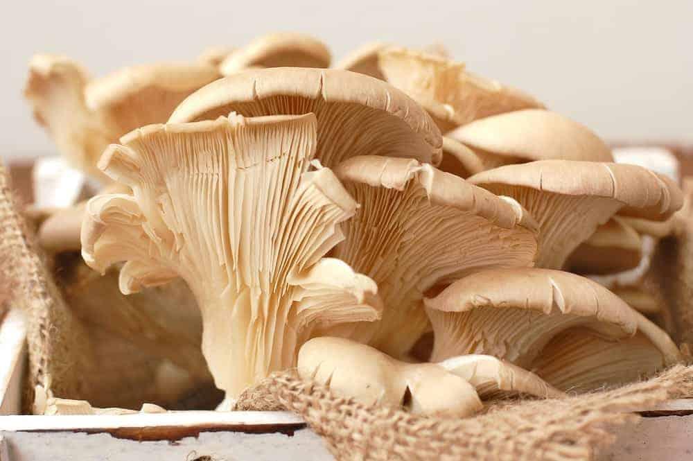 %e1%80%94%e1%80%ac%e1%80%99%e1%80%8a%e1%80%bb%e1%80%9c%e1%80%b1%e1%80%b8%e1%80%9c%e1%80%be%e1%80%9e%e1%80%9c%e1%80%ad%e1%80%af-%e1%80%80%e1%80%94%e1%80%bc%e1%80%bb%e1%80%b8%e1%80%99%e1%80%ac%e1%80%b1