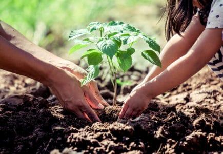 gardening-for-healthy-mind