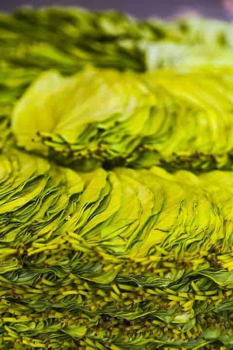 betel-leave-health-benefits