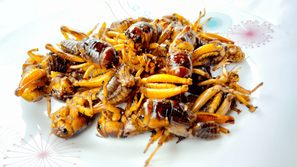 crickets-edible-insects