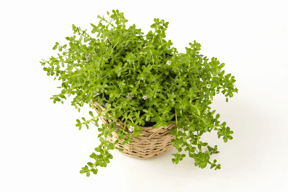 %e1%80%90%e1%80%ad%e1%80%af%e1%80%b7%e1%80%85%e1%80%9b%e1%80%ac-%e1%80%a1%e1%80%96%e1%80%bc%e1%80%85%e1%80%ba%e1%80%85%e1%80%ac%e1%80%b8%e1%80%80%e1%80%bc%e1%80%90%e1%80%b2%e1%80%b7-%e1%80%97%e1%80%bc