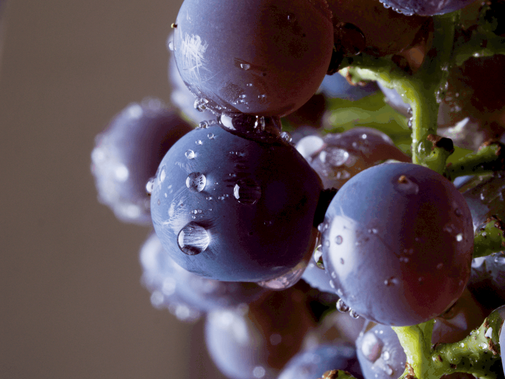 ခရမ်းရောင်သမ်းတဲ့ အာဟာရလေးများ