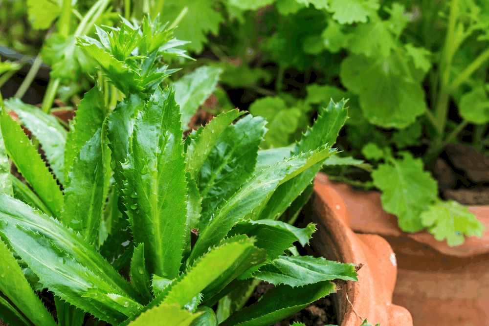 health-benefits-of-spirit-weed-or-culantro