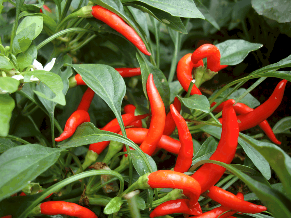 %e1%80%84%e1%80%9b%e1%80%af%e1%80%90%e1%80%b9%e1%80%85%e1%80%95%e1%80%b9%e1%80%85%e1%80%95%e1%80%b9%e1%80%80%e1%80%ad%e1%80%af-%e1%82%8f%e1%80%bd%e1%80%85%e1%80%b9%e1%80%9e%e1%80%80%e1%80%b9%e1%80%9e