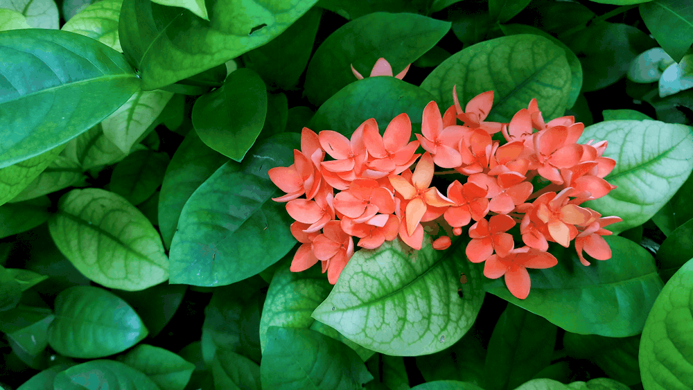 santan-herbal-medicine