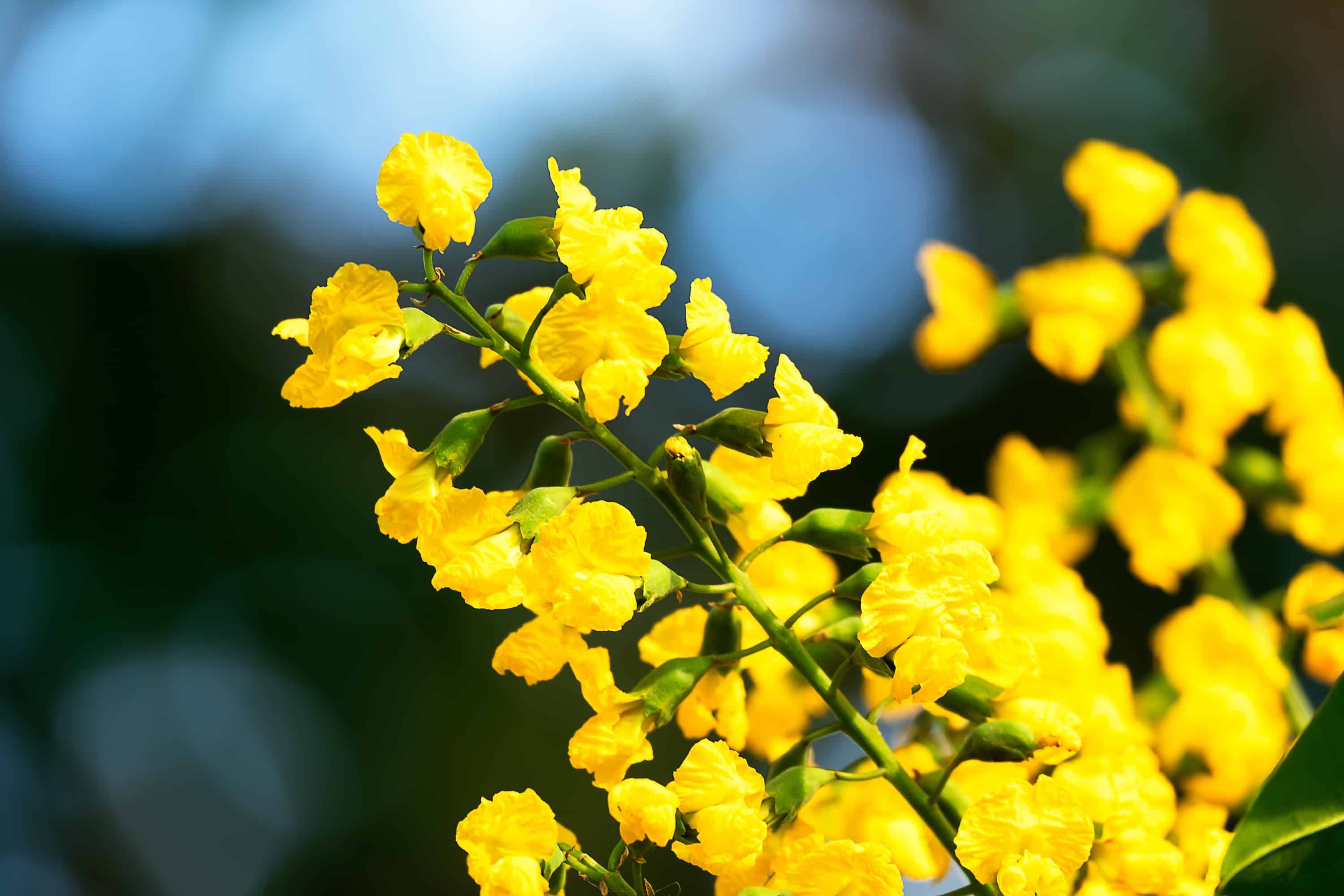 benefits-of-vijaysar-tree