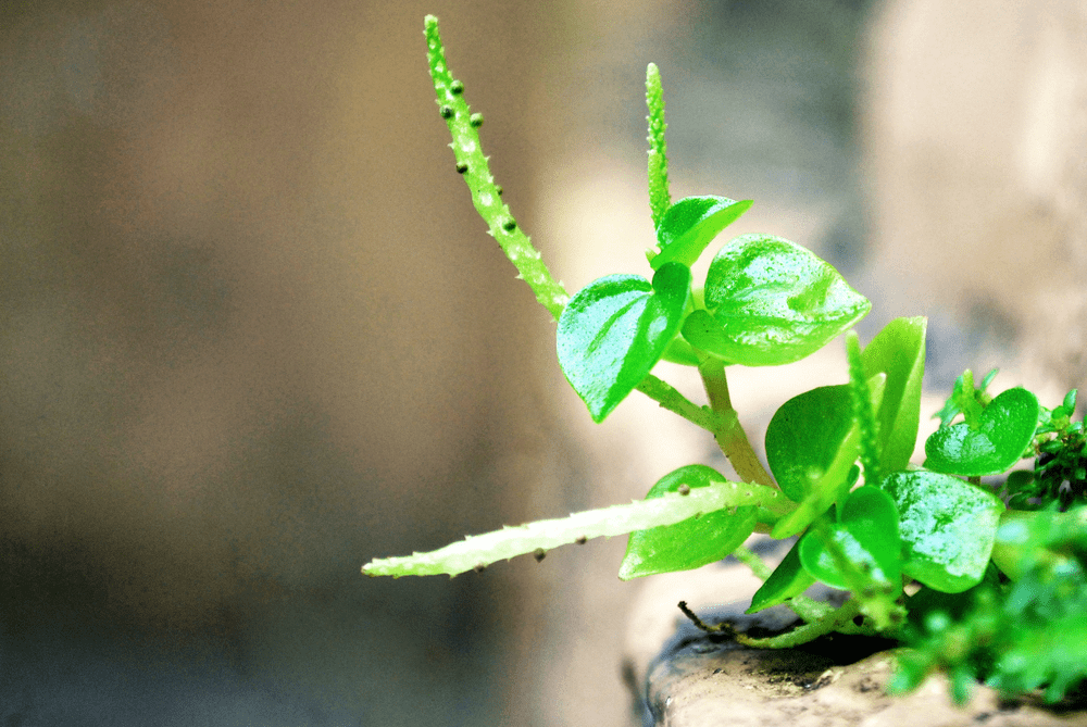 health-benefits-of-shiny-bush
