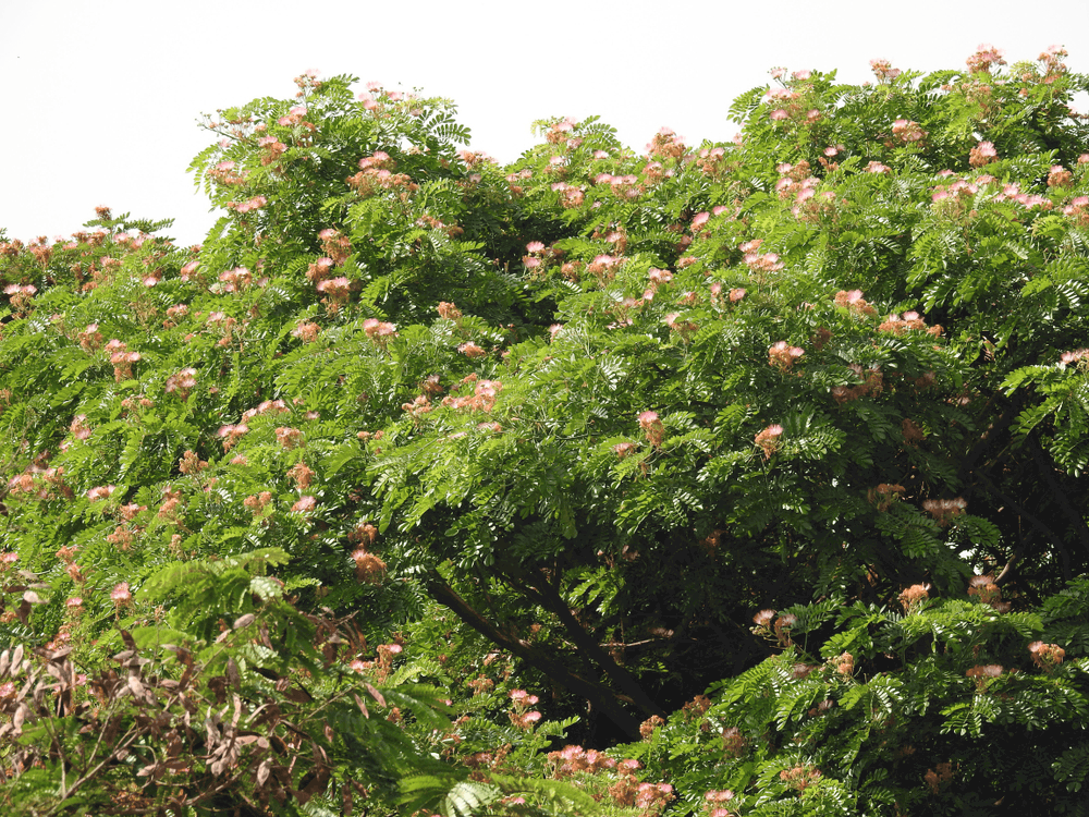 %e1%80%80%e1%80%af%e1%80%80%e1%81%a0%e1%80%ad%e1%80%b3%e1%80%80-%e1%80%a1%e1%80%9b%e1%80%ad%e1%80%95%e1%80%b9%e1%80%9b%e1%80%9b%e1%80%b6%e1%80%af%e1%80%95%e1%80%b2%e1%80%9c%e1%80%ac%e1%80%b8