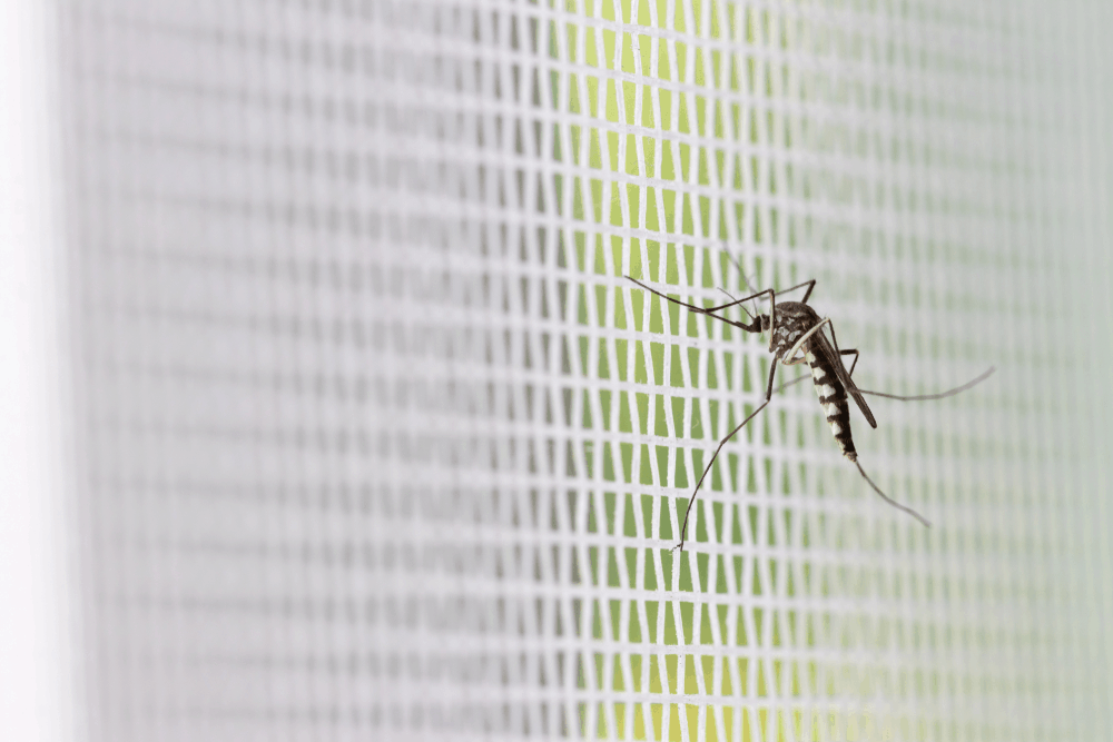 ဆင်တုပ်ကွေး (Chikungunya) ဆိုတာ တုပ်ကွေးကာကွယ်ဆေးထိုးထားလည်း ကူးစက်ခံရနိုင်ပါတယ်