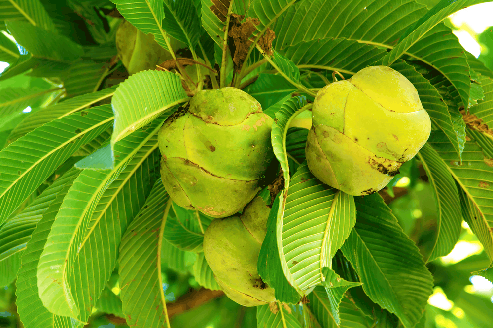health-benefits-of-elephant-apple