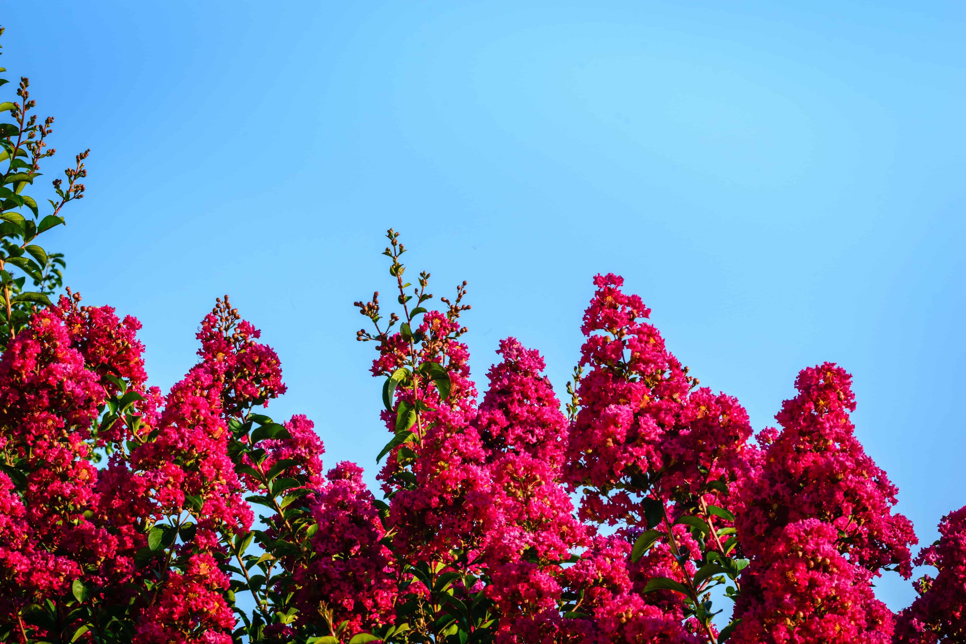 crepe-mrytle-benefits