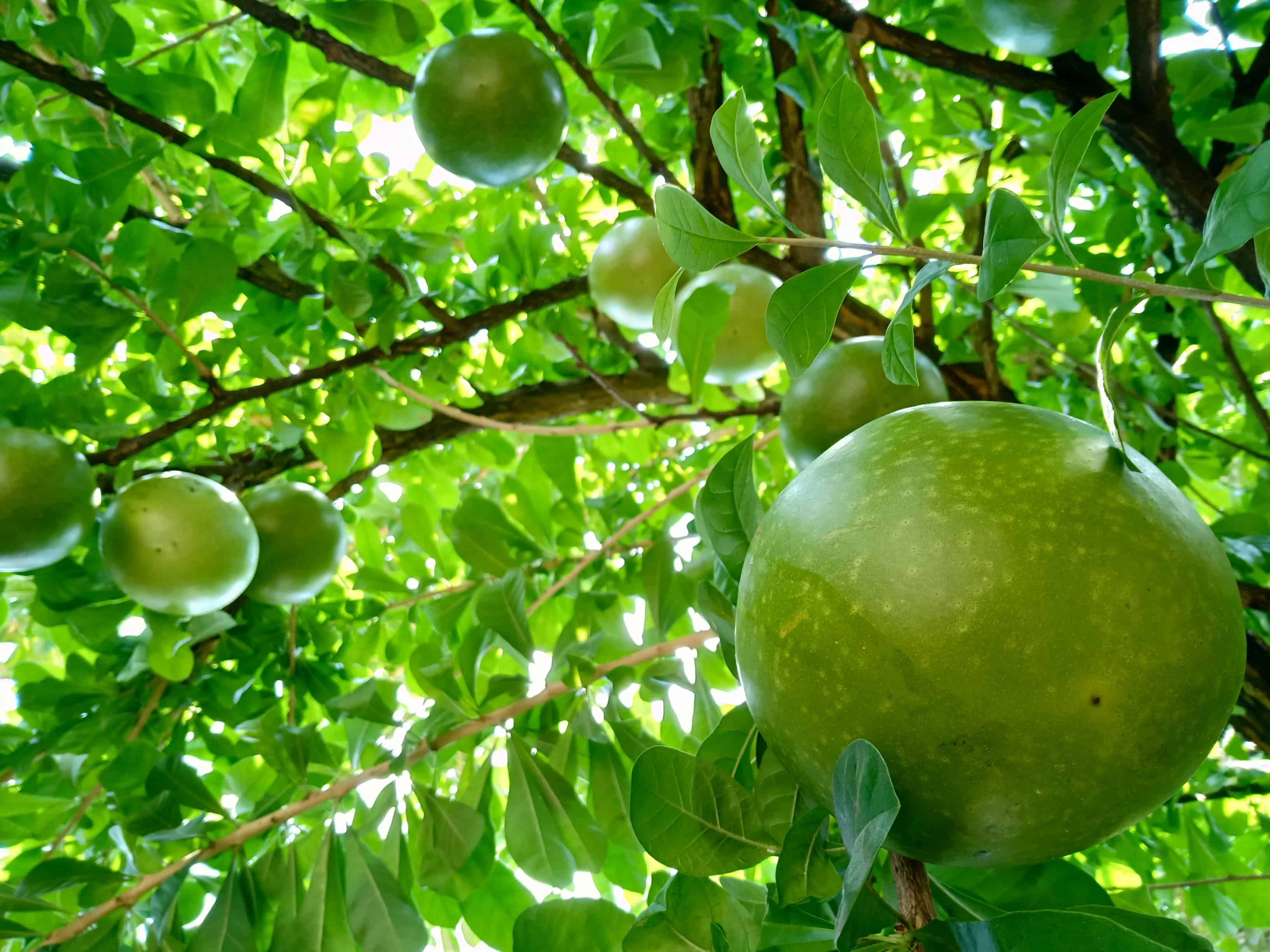 benefits-of-bael-leaves