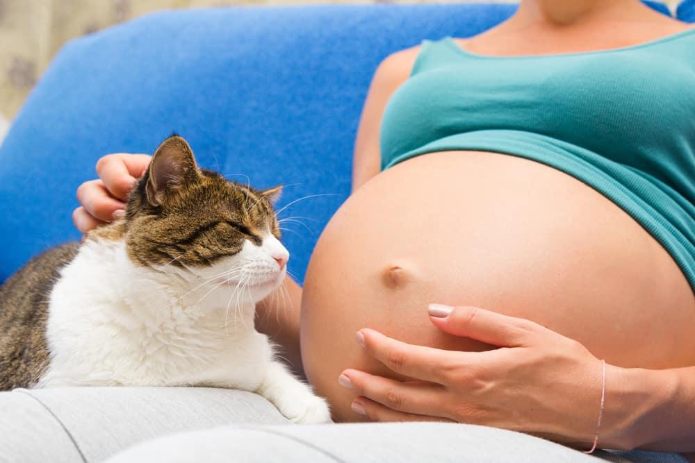 can-you-pet-cats-if-you-are-pregnant