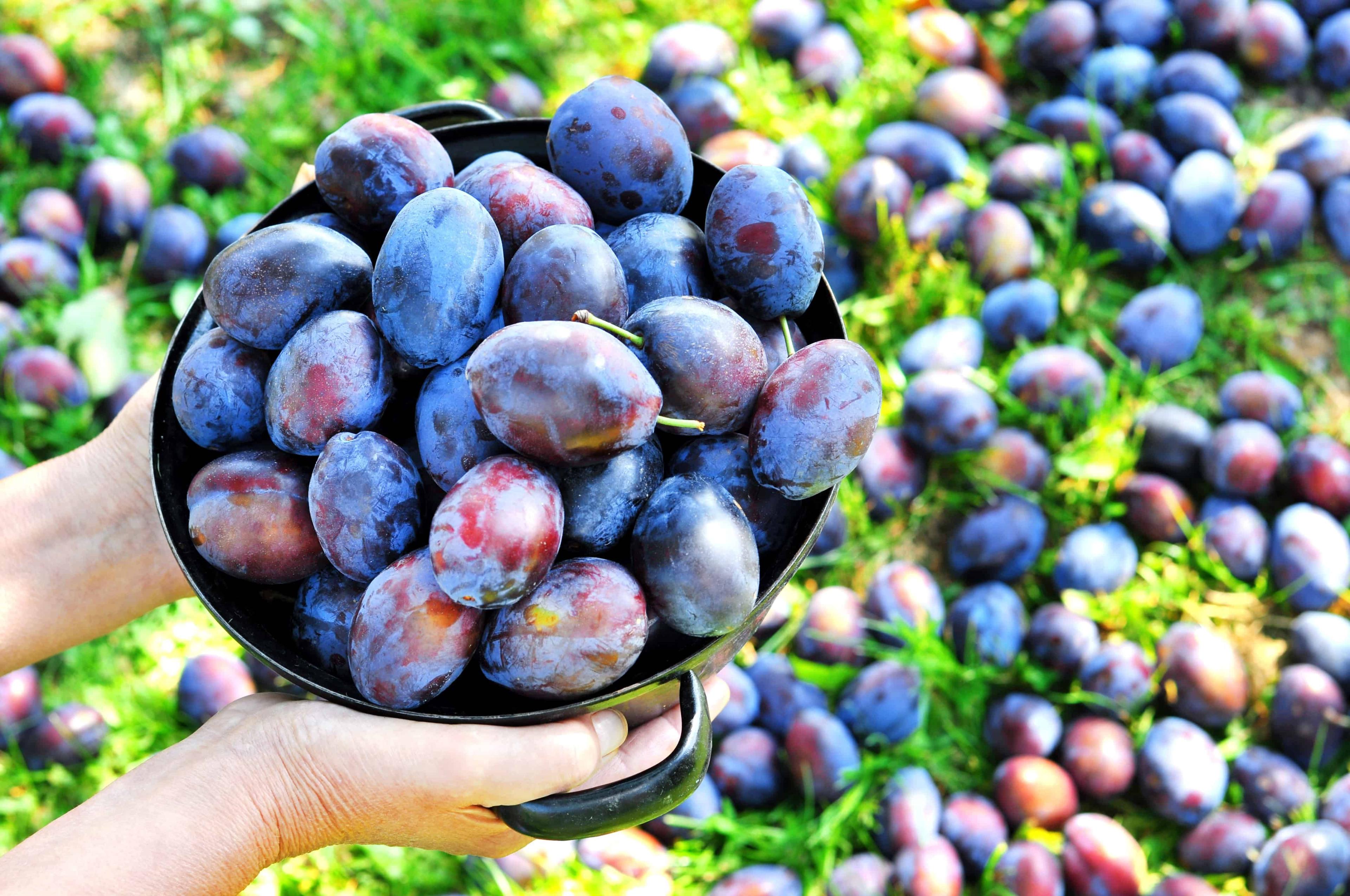 health-benefits-of-plums