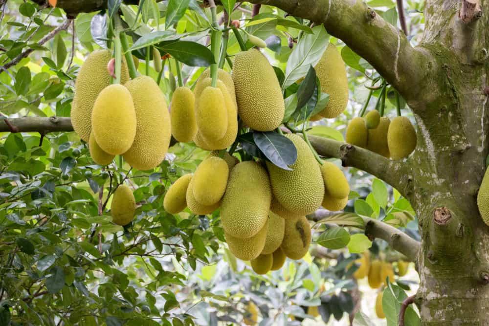 raw-jack-fruit-benefits