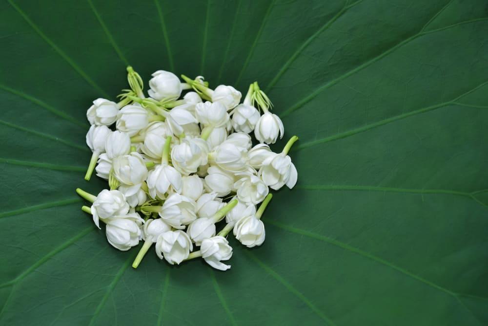 beauty-benefits-of-jasmine