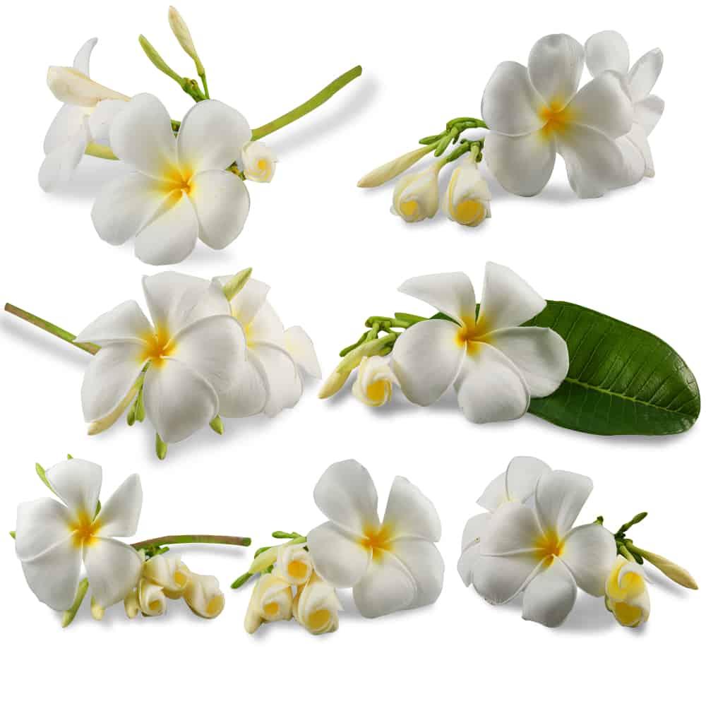 health-benefits-of-plumeria