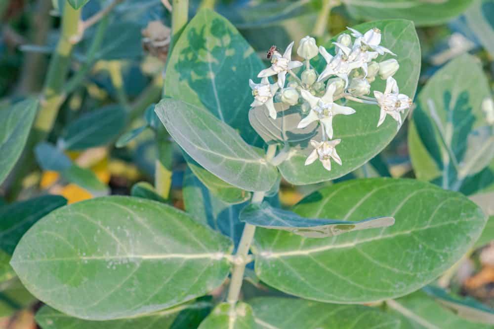 calotropis