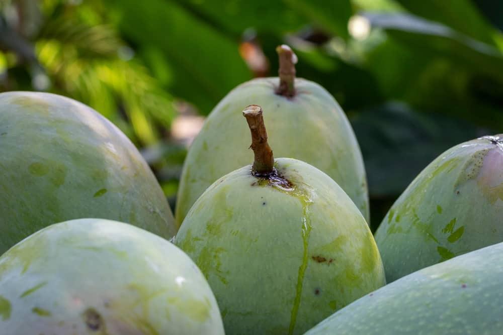 dangers-of-mango-sap