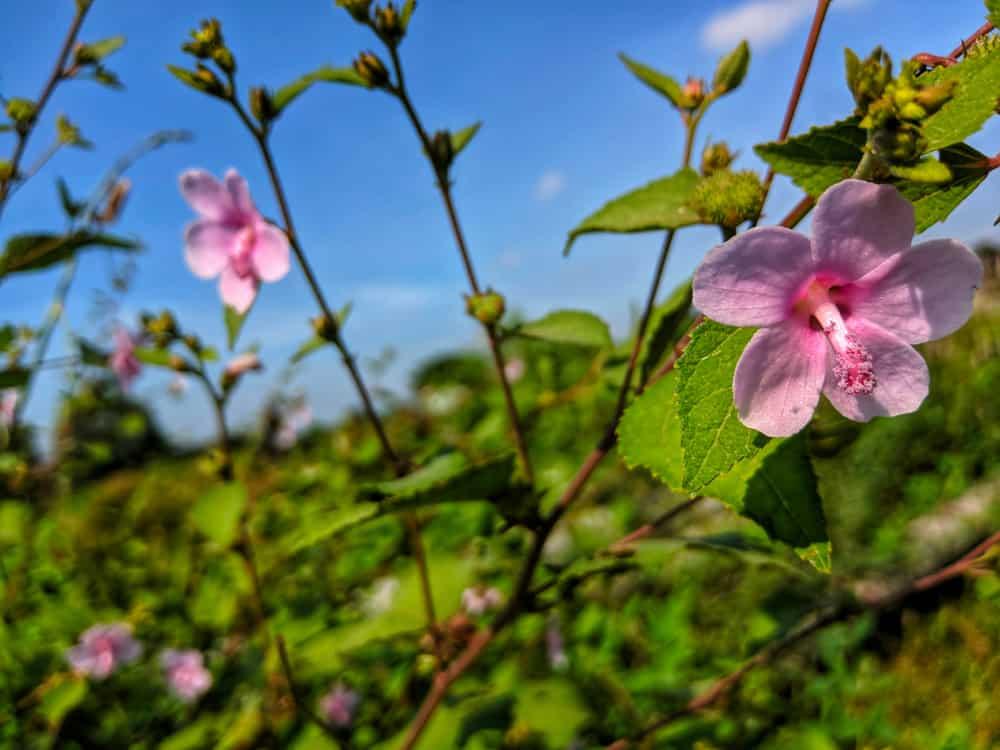 ငယ်ငယ်တုန်းက ဆော့ခဲ့ကြတဲ့ ကြယ်သီးပင်