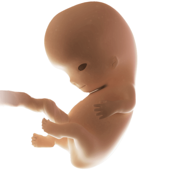 ကိုယ်ဝန်၁၀ပတ်မြောက်