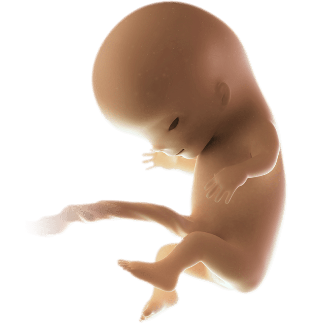 ကိုယ်ဝန်၁၁ပတ်မြောက်